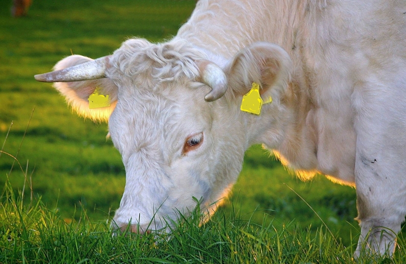 Cow eating grass